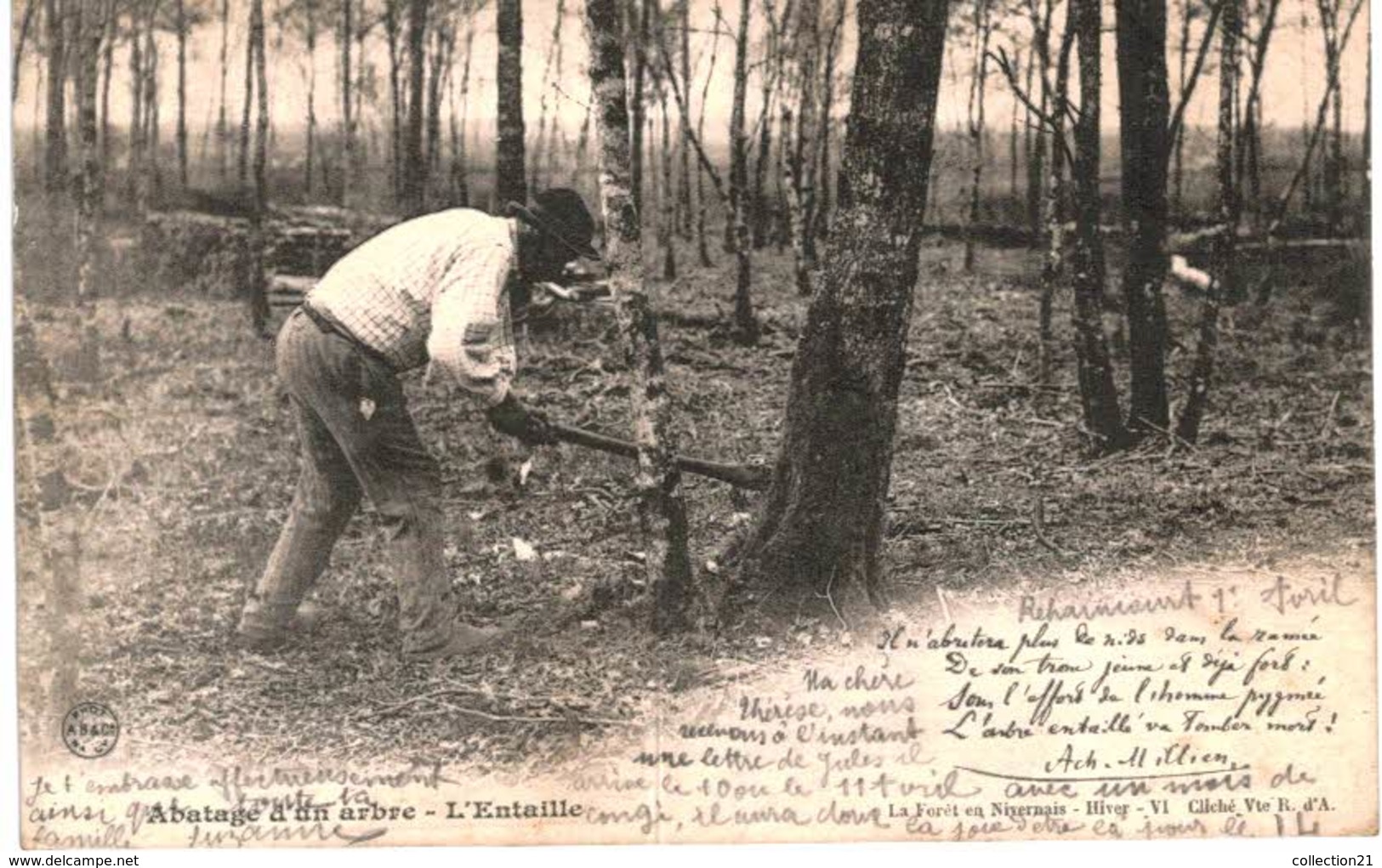 METIER DU BOIS .... ABATAGE D UN ARBRE - Paysans