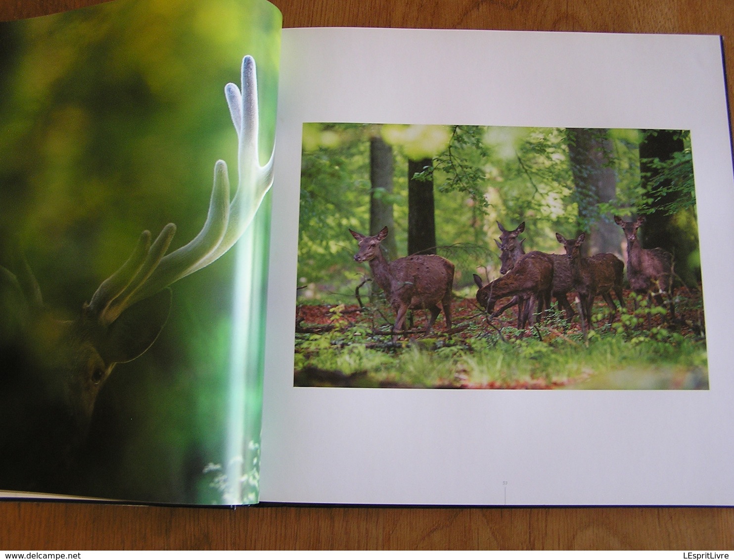 AU NOM DU CERF P Moës G Jadoul Animal Animaux Cervidés Ardenne Nature Cerfs Photo Photographie Brâme Mue Biche