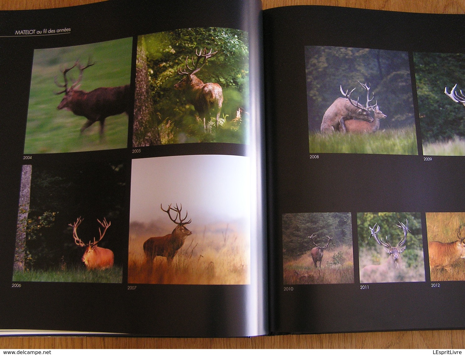 AU NOM DU CERF P Moës G Jadoul Animal Animaux Cervidés Ardenne Nature Cerfs Photo Photographie Brâme Mue Biche