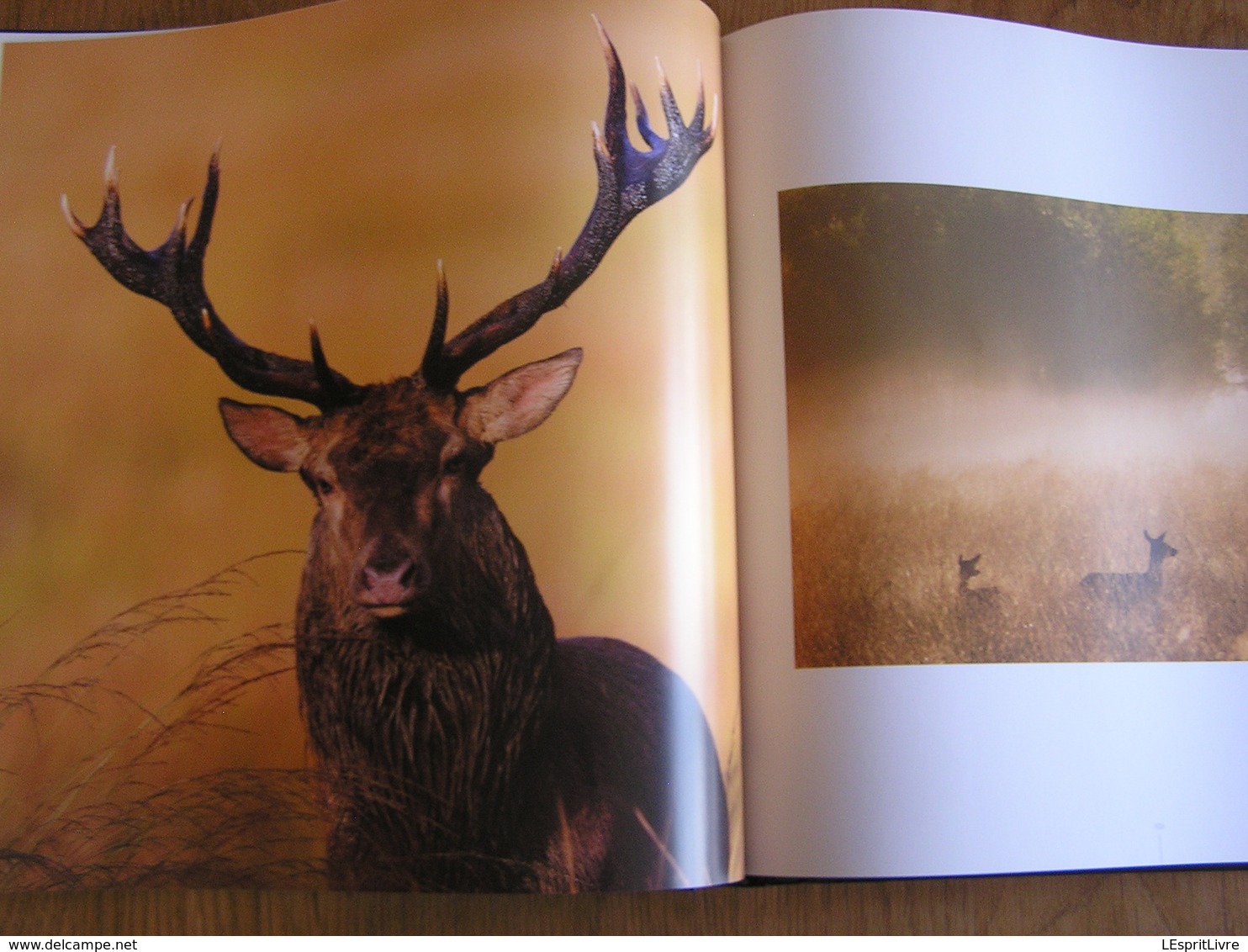 AU NOM DU CERF P Moës G Jadoul Animal Animaux Cervidés Ardenne Nature Cerfs Photo Photographie Brâme Mue Biche