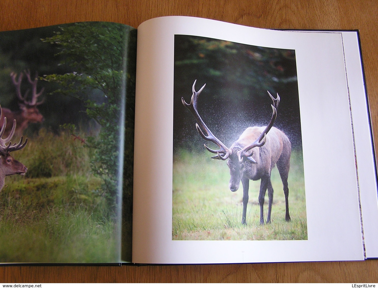 AU NOM DU CERF P Moës G Jadoul Animal Animaux Cervidés Ardenne Nature Cerfs Photo Photographie Brâme Mue Biche