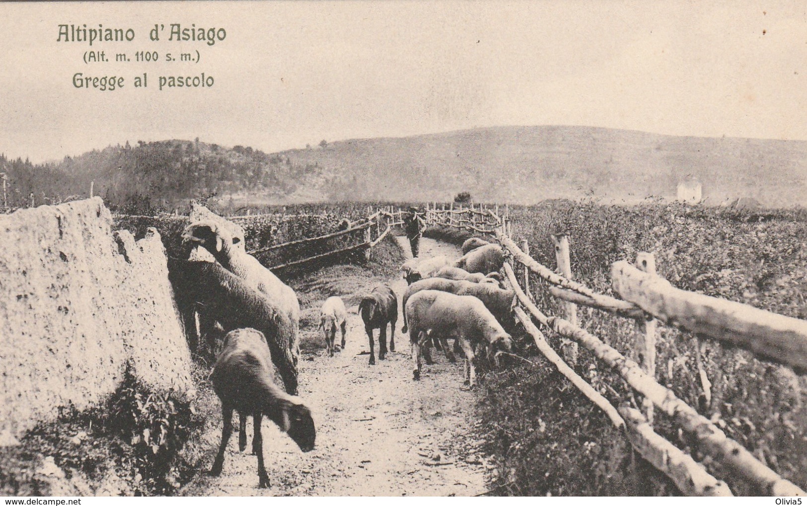 ALTIPIANO DI ASIAGO - GREGGE AL PASCOLO - Vicenza