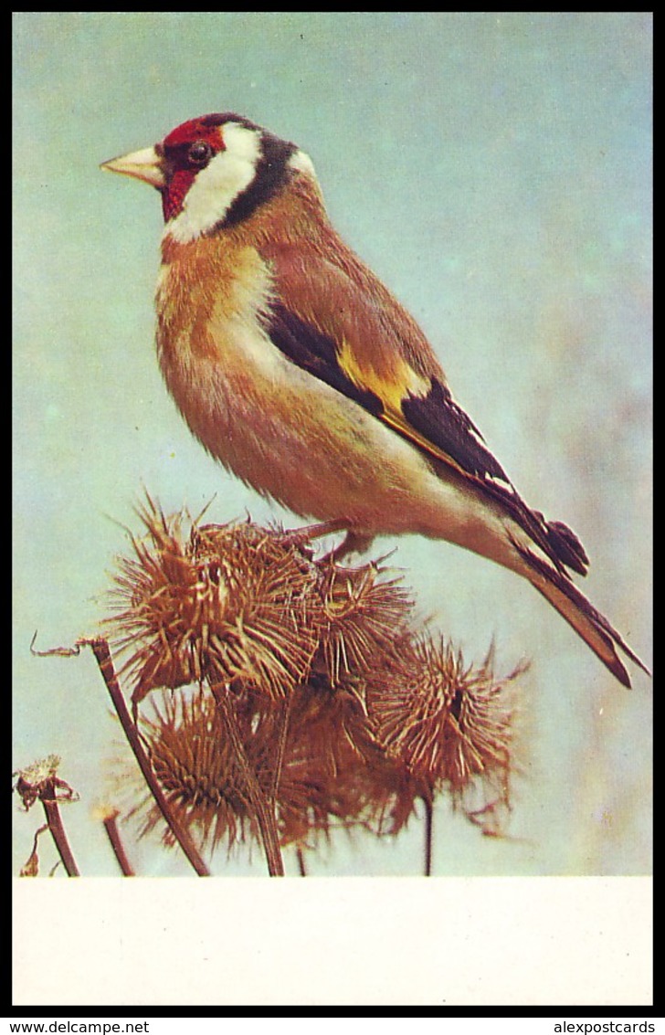 BIRDS. EUROPEAN GOLDFINCH - Carduelis Carduelis. USSR, 1975. Unused Postcard - Birds