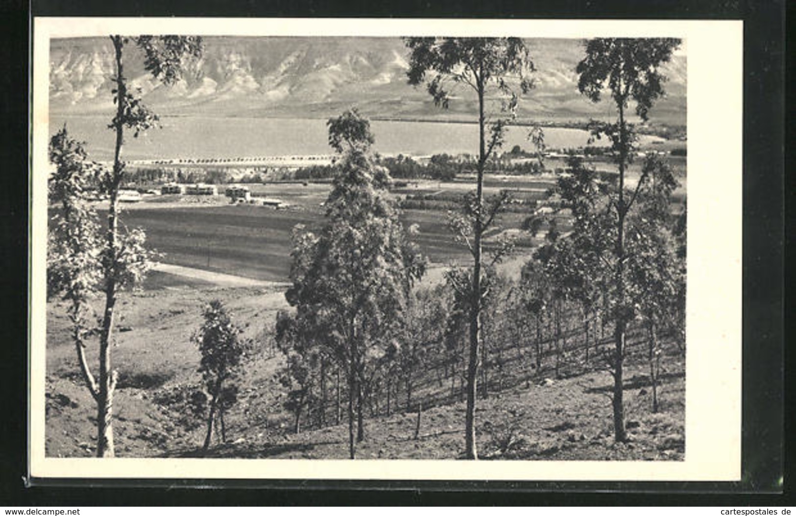 AK Kibbutz Kinereth, Panoramalandschaft - Palästina