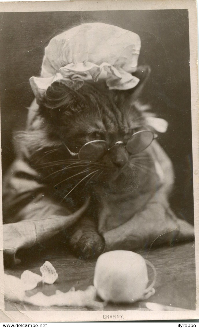 CATS - "Granny" Cat With Glasses And Hat Etc 1911 Swaffham UK Postmark RPPC - Cats