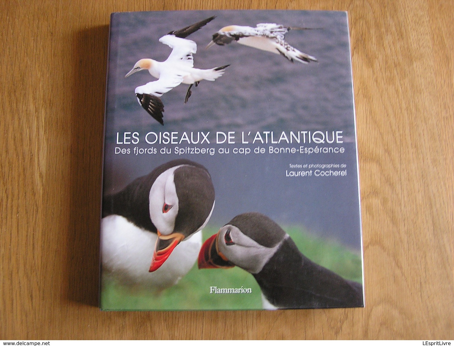 LES OISEAUX DE L' ATLANTIQUE Spitzberg Cap De Bonne Espérance Oiseau France Littoral Ornithologie Ornithologue Afrique - Animaux