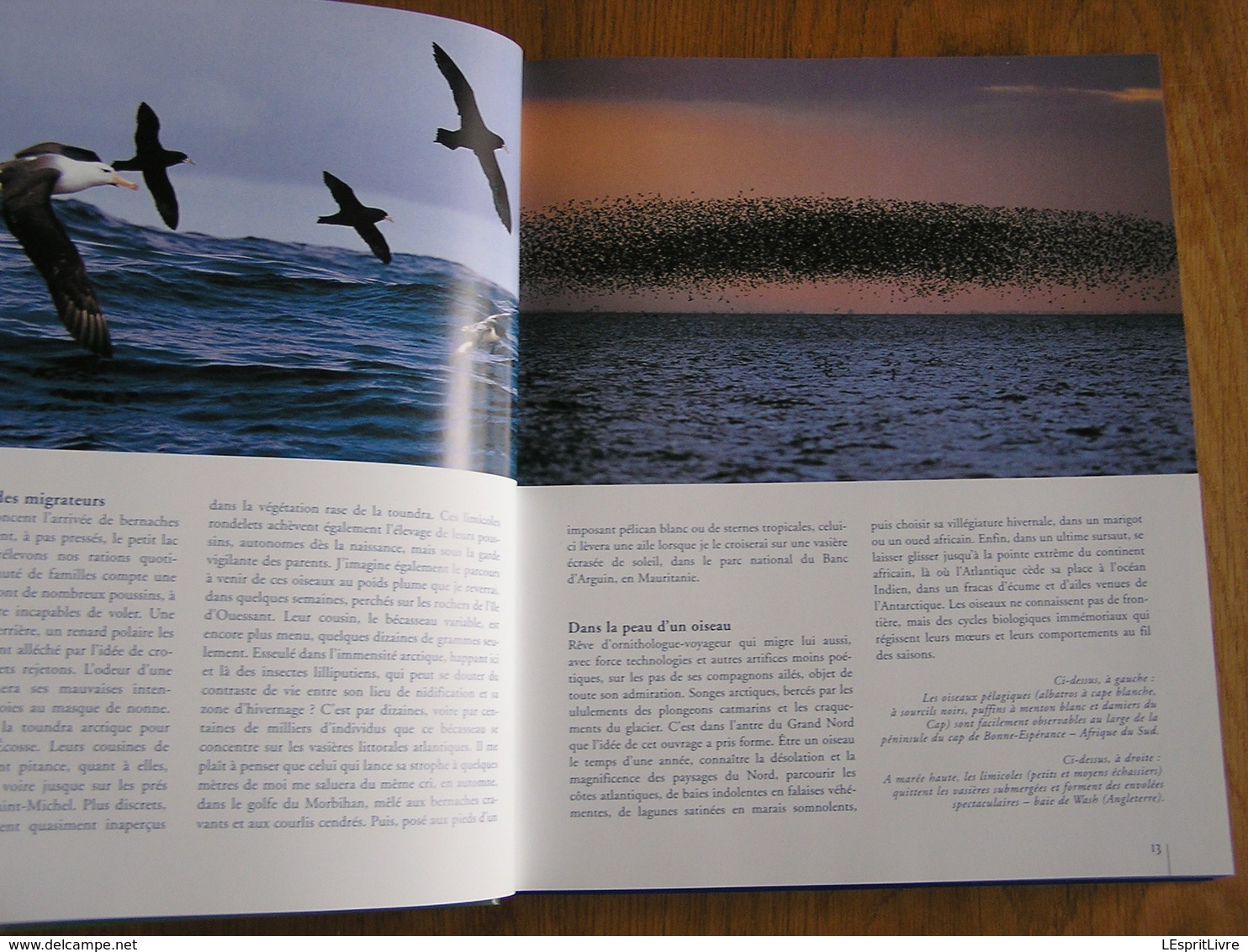 LES OISEAUX DE L' ATLANTIQUE Spitzberg Cap de Bonne Espérance Oiseau France Littoral Ornithologie Ornithologue Afrique