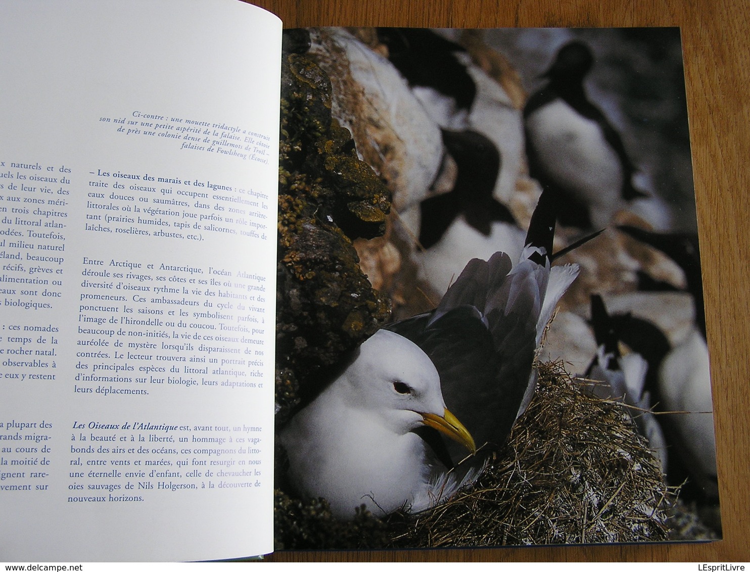 LES OISEAUX DE L' ATLANTIQUE Spitzberg Cap de Bonne Espérance Oiseau France Littoral Ornithologie Ornithologue Afrique