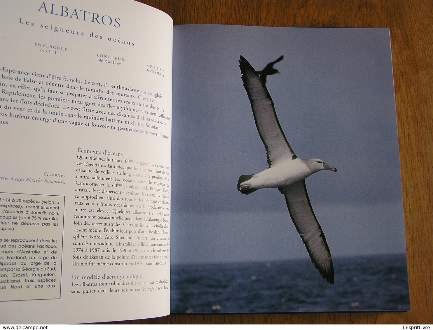 LES OISEAUX DE L' ATLANTIQUE Spitzberg Cap de Bonne Espérance Oiseau France Littoral Ornithologie Ornithologue Afrique