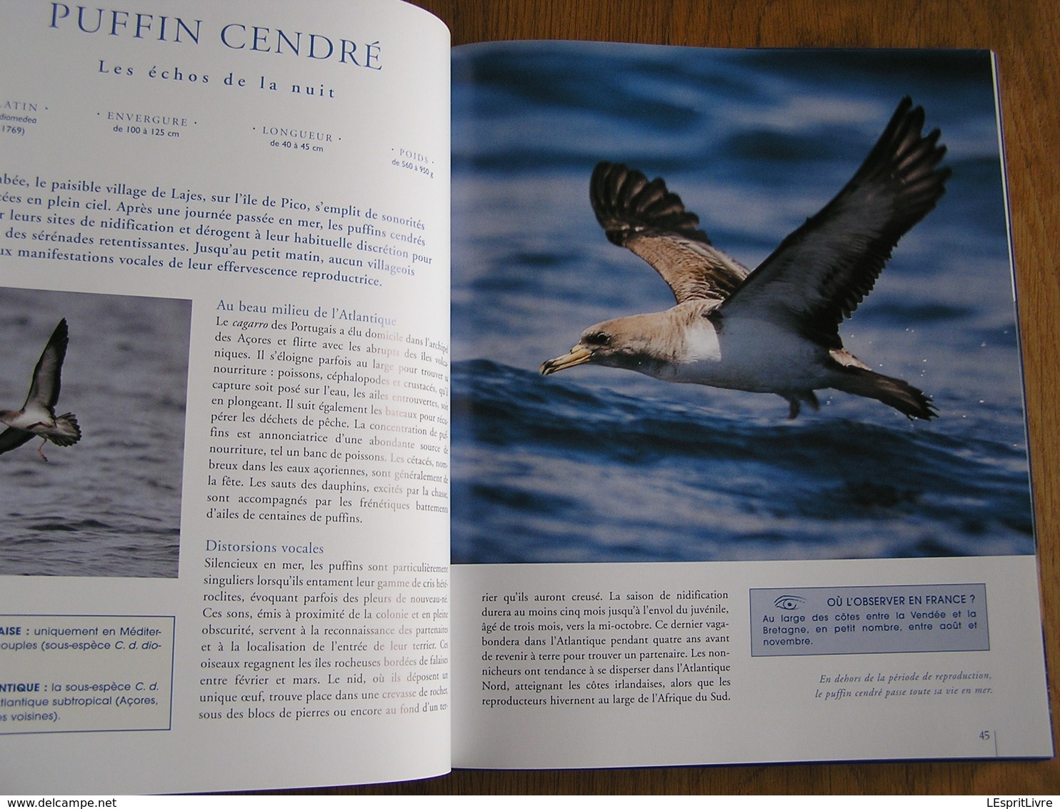 LES OISEAUX DE L' ATLANTIQUE Spitzberg Cap de Bonne Espérance Oiseau France Littoral Ornithologie Ornithologue Afrique