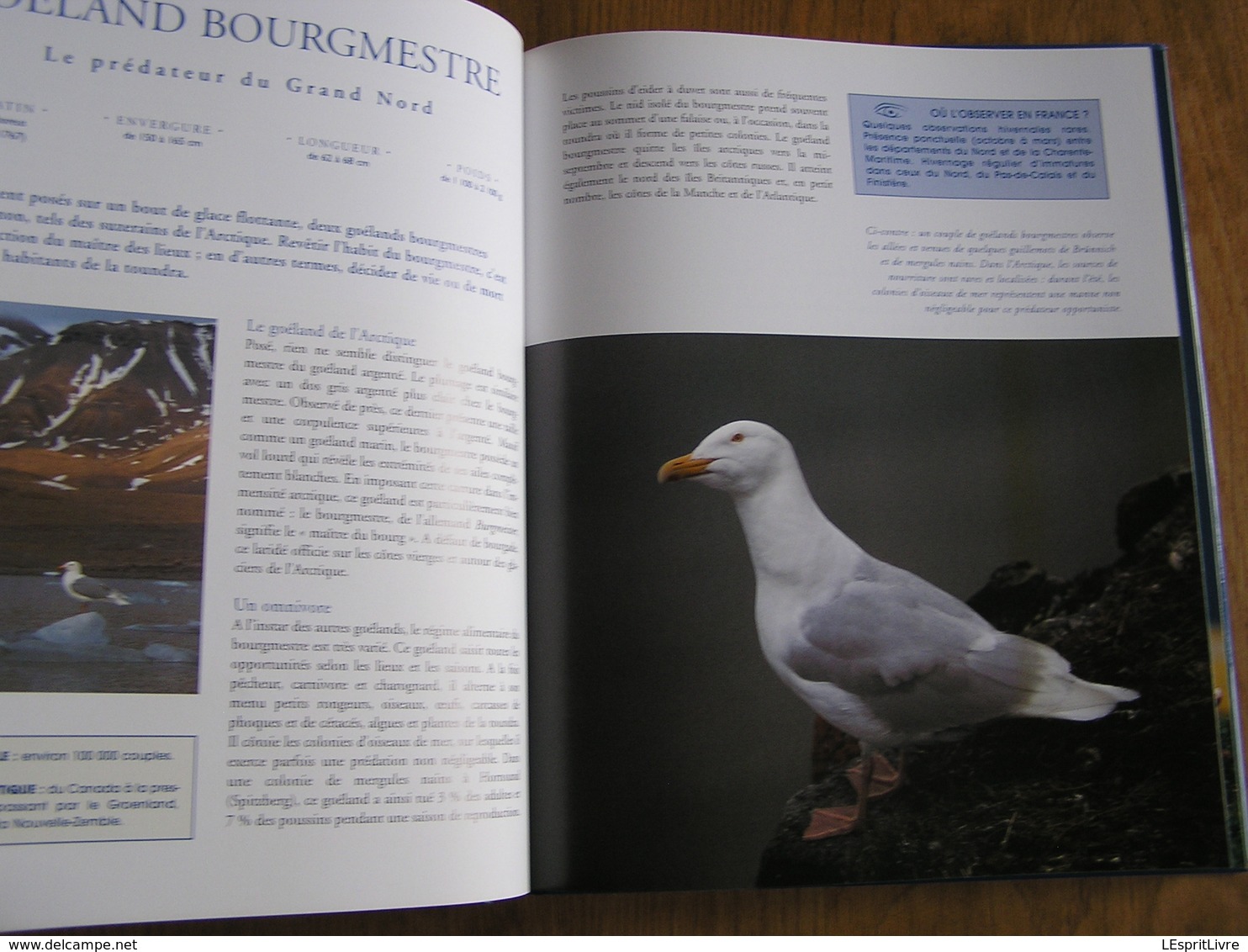 LES OISEAUX DE L' ATLANTIQUE Spitzberg Cap de Bonne Espérance Oiseau France Littoral Ornithologie Ornithologue Afrique