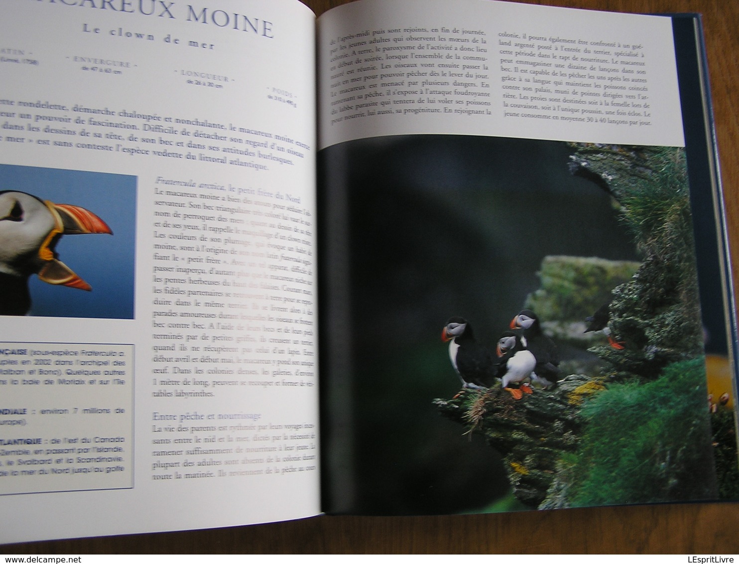 LES OISEAUX DE L' ATLANTIQUE Spitzberg Cap de Bonne Espérance Oiseau France Littoral Ornithologie Ornithologue Afrique