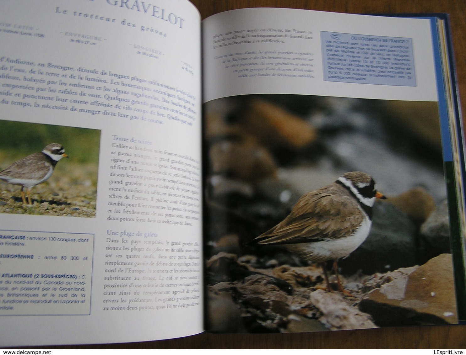 LES OISEAUX DE L' ATLANTIQUE Spitzberg Cap de Bonne Espérance Oiseau France Littoral Ornithologie Ornithologue Afrique