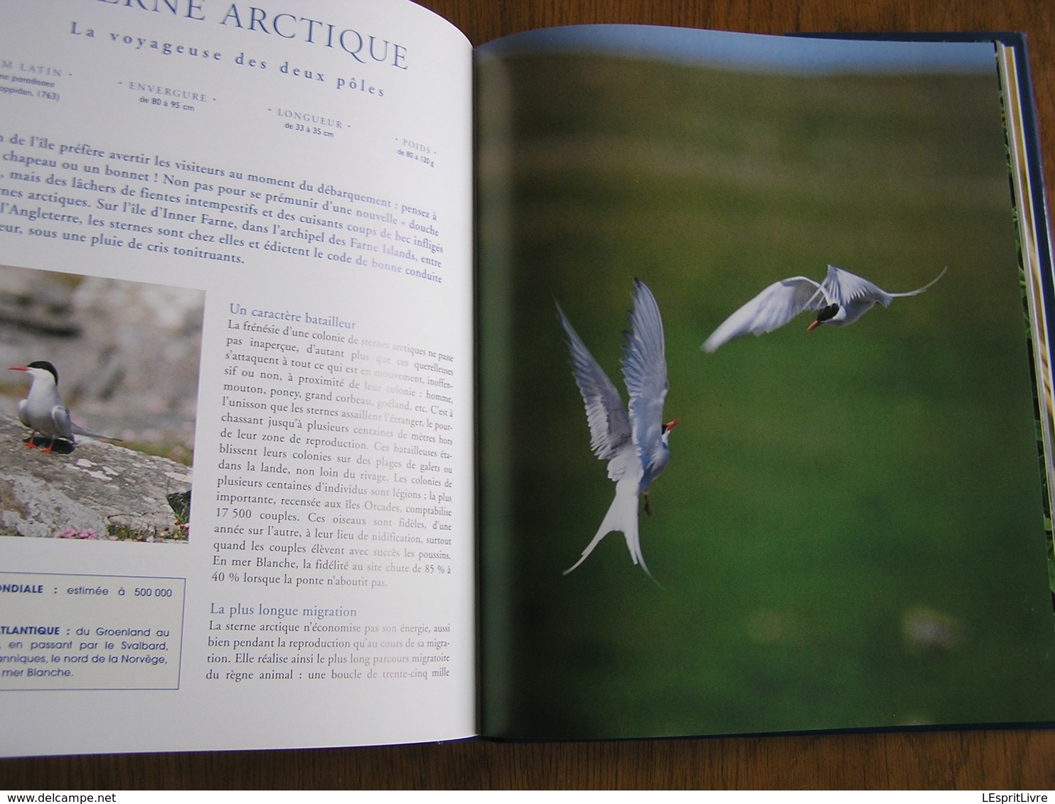 LES OISEAUX DE L' ATLANTIQUE Spitzberg Cap de Bonne Espérance Oiseau France Littoral Ornithologie Ornithologue Afrique