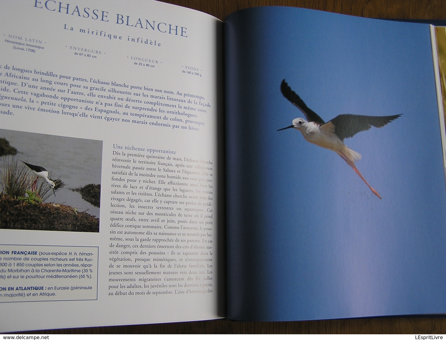 LES OISEAUX DE L' ATLANTIQUE Spitzberg Cap de Bonne Espérance Oiseau France Littoral Ornithologie Ornithologue Afrique