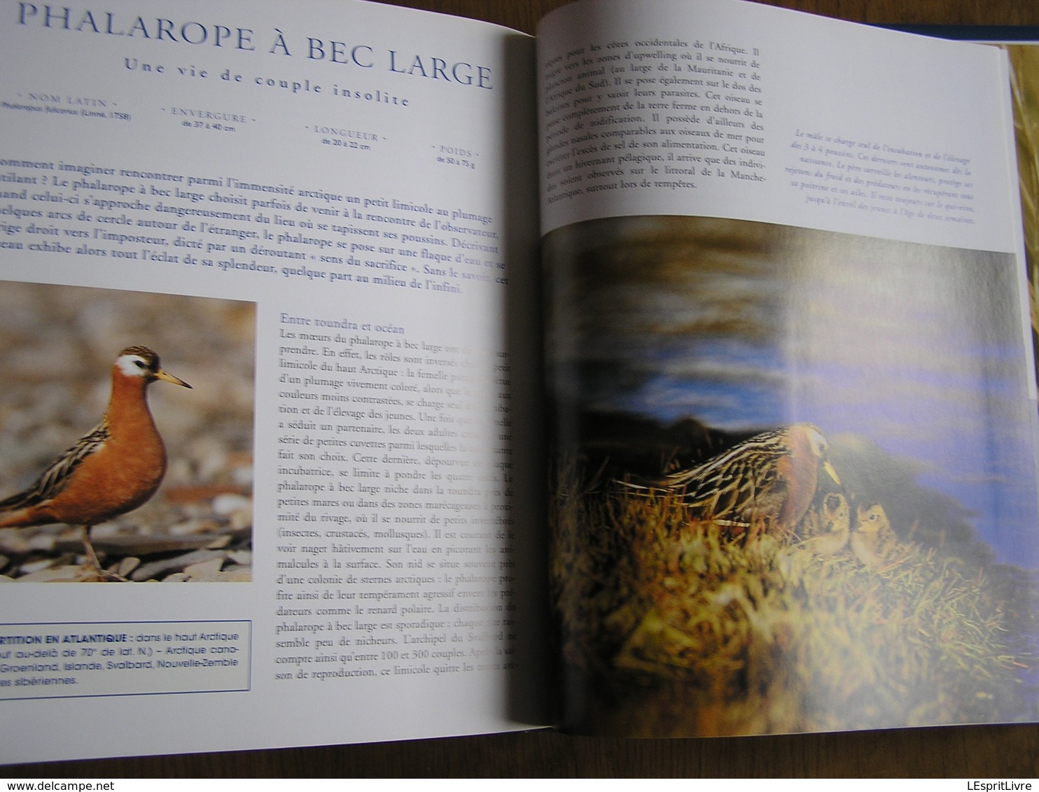 LES OISEAUX DE L' ATLANTIQUE Spitzberg Cap de Bonne Espérance Oiseau France Littoral Ornithologie Ornithologue Afrique