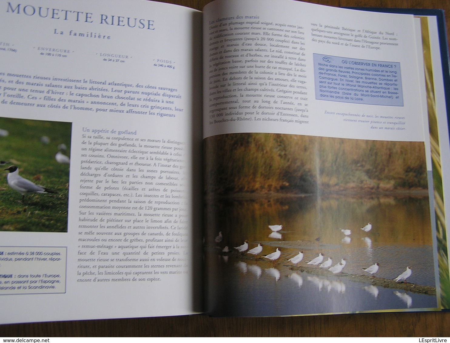 LES OISEAUX DE L' ATLANTIQUE Spitzberg Cap de Bonne Espérance Oiseau France Littoral Ornithologie Ornithologue Afrique