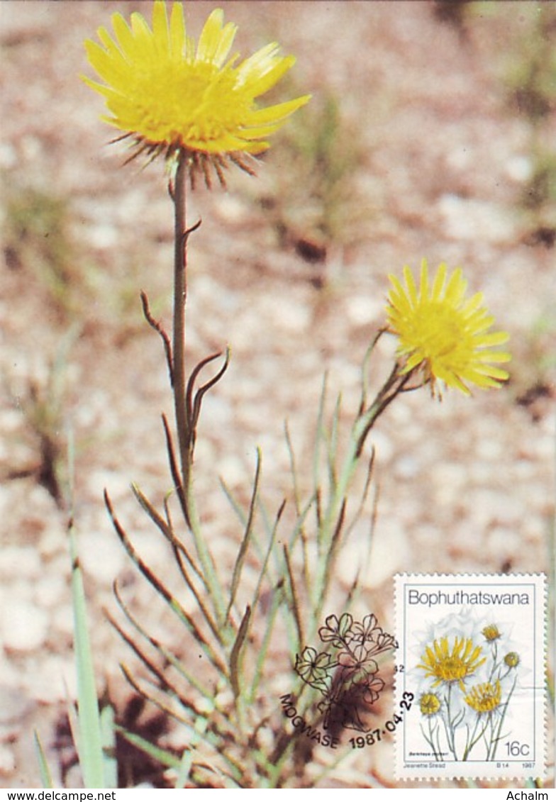 Bophuthatswana - Maximum Card Of 1987 - MiNr. 186 - Wildflowers - Berkheya Zeyheri - Bophuthatswana