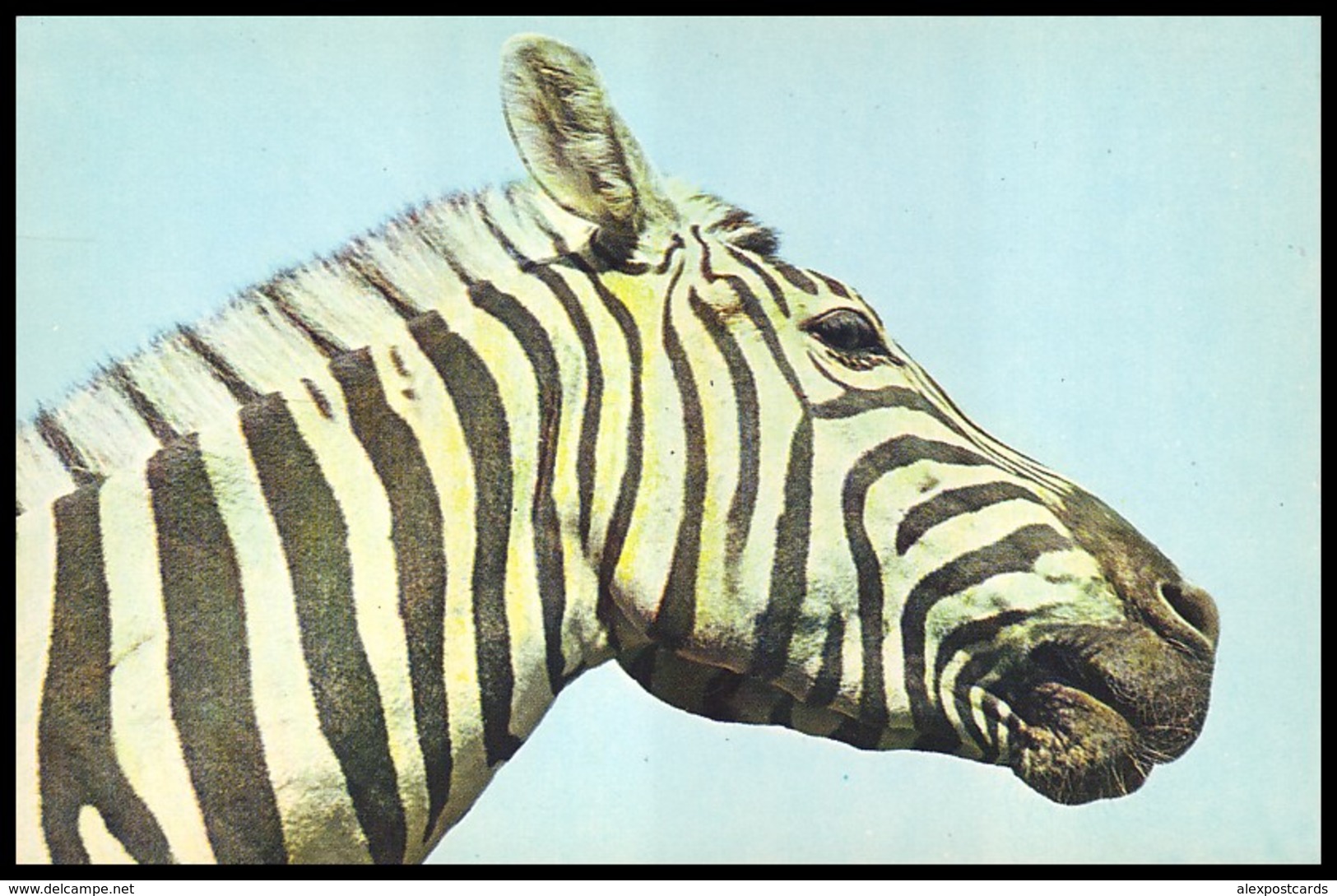 ZOO. ZEBRA CHAPMAN - E. Chapmanii. USSR, 1976. Unused Postcard - Zebras