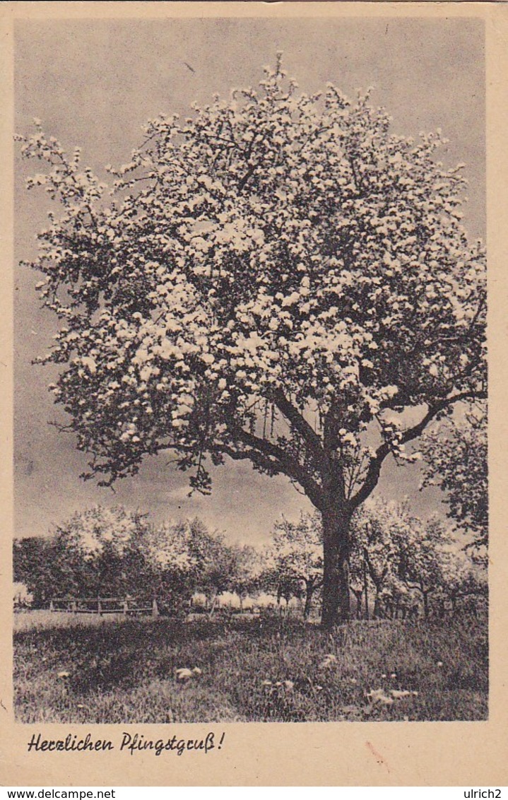 AK Herzlichen Pfingstgruß - Blühender Baum (42637) - Pinksteren