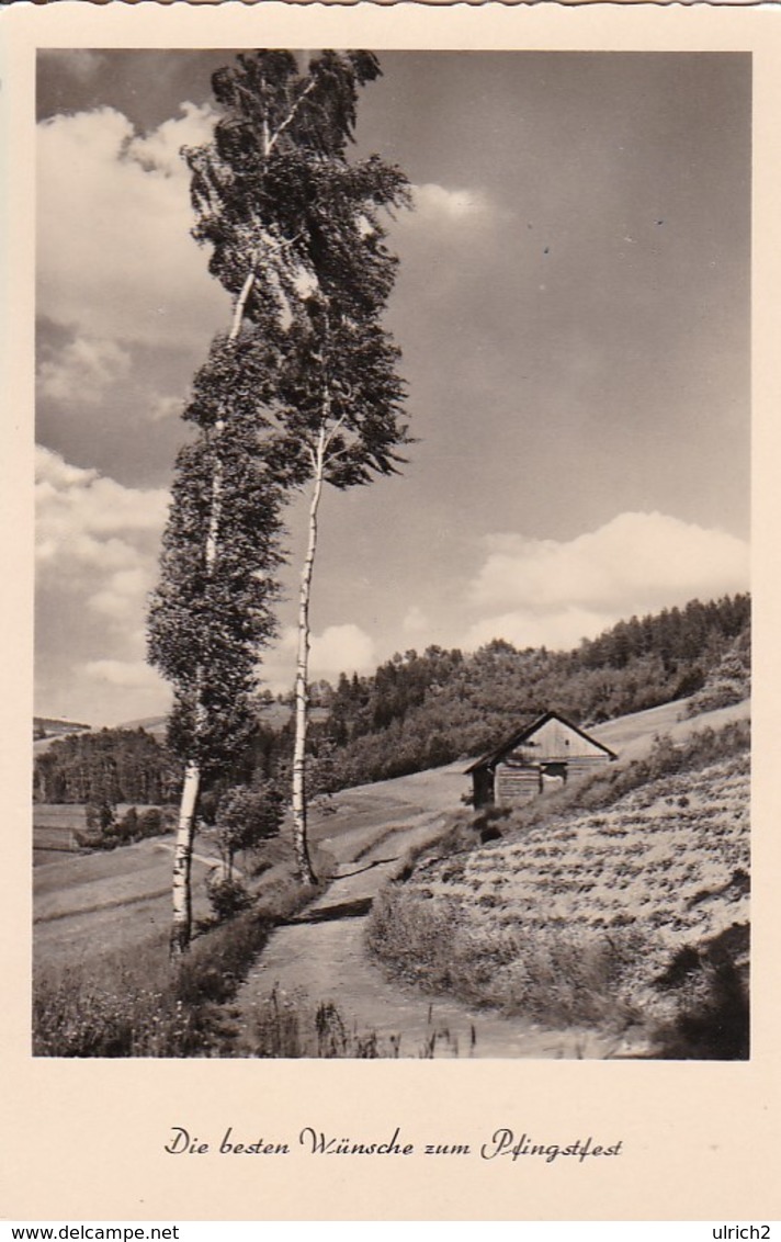 AK Die Besten Wünsche Zum Pfingstfest - Birken Fußweg Berge Scheune - Ludwigslust 1960 (42639) - Pentecoste