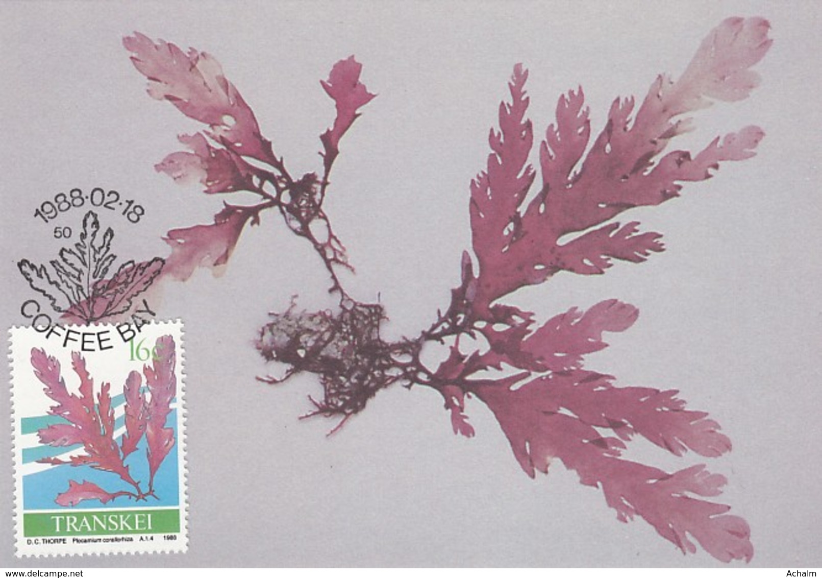 Transkei - Maximum Card Of 1988 - MiNr. 214 - Sea Algae - Plocamium Corallorhiza - Transkei