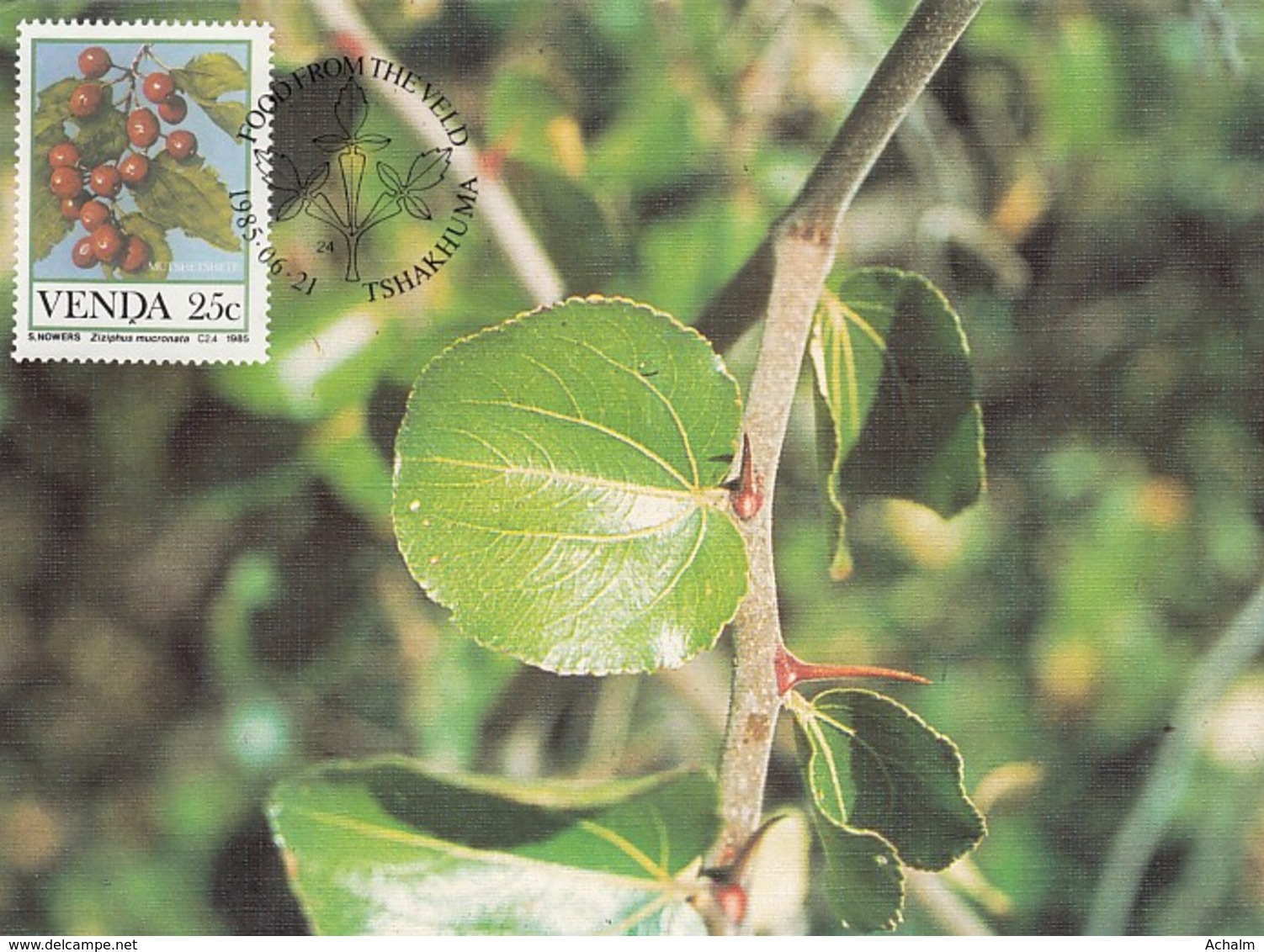 Venda - Maximum Card Of 1985 - MiNr. 113 - Fruits - Ziziphus Mucronata - Venda