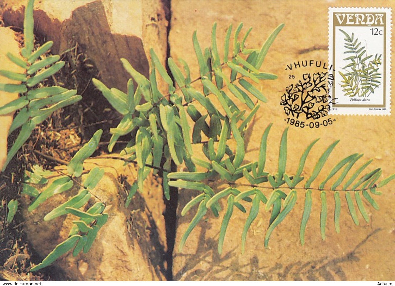 Venda - Maximum Card Of 1985 - MiNr. 116 - Fern Plants - Pellaea Dura - Venda