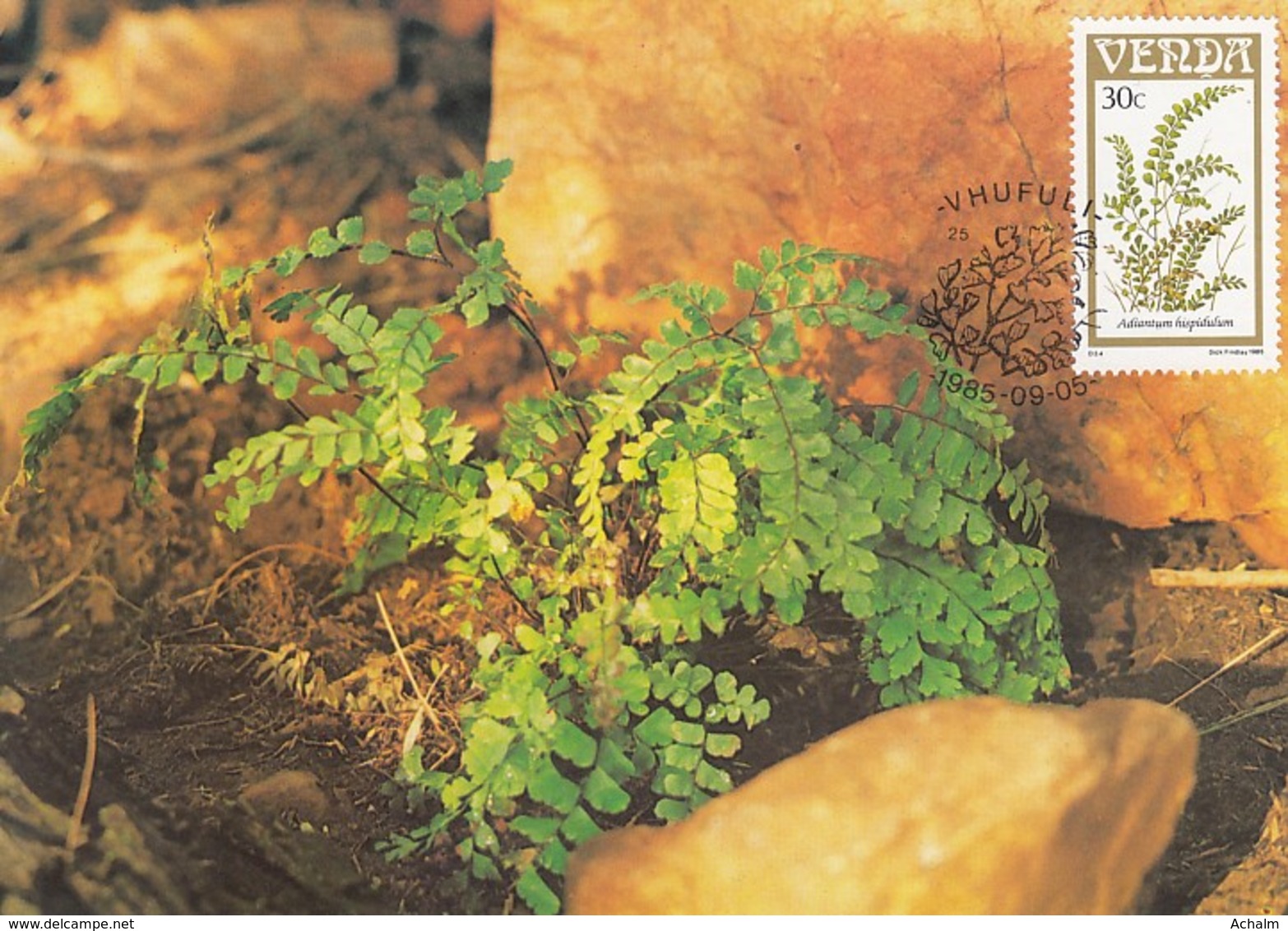 Venda - Maximum Card Of 1985 - MiNr. 118 - Fern Plants - Adiantum Hispidulum - Venda