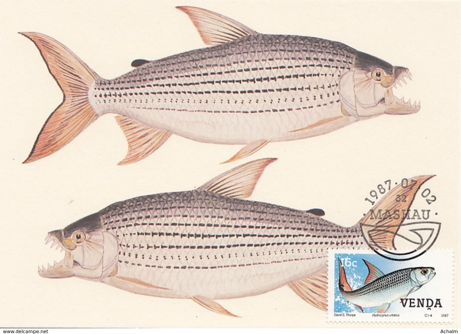 Venda - Maximum Card Of 1987 - MiNr. 159 - Freshwater Fish - Hydrocynus Vittatus - Venda