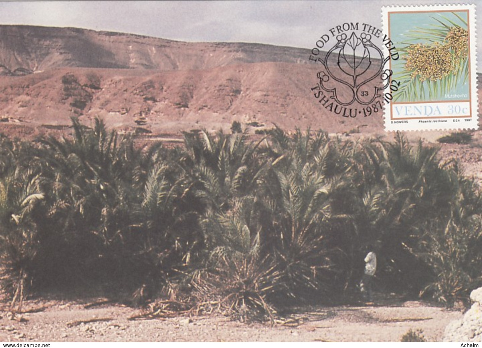 Venda - Maximum Card Of 1987 - MiNr. 164 - Field Crops - Phoenix Reclinata - Venda