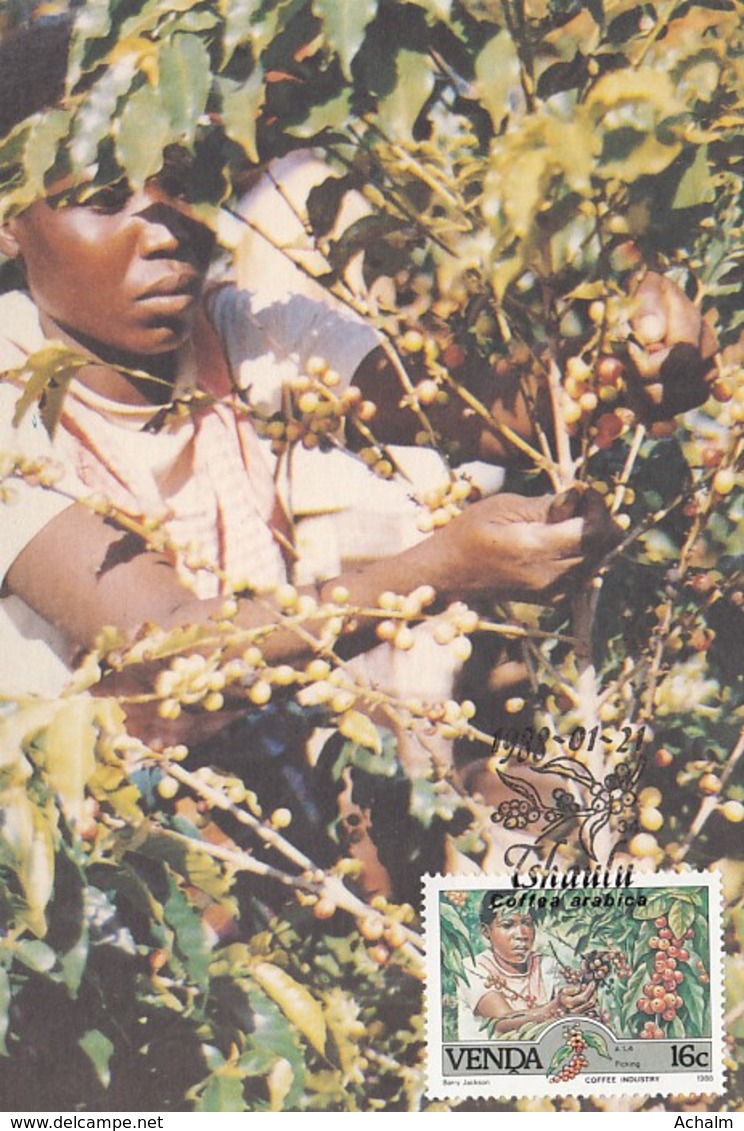 Venda - Maximum Card Of 1988 - MiNr. 167 - Coffee Industry - Venda
