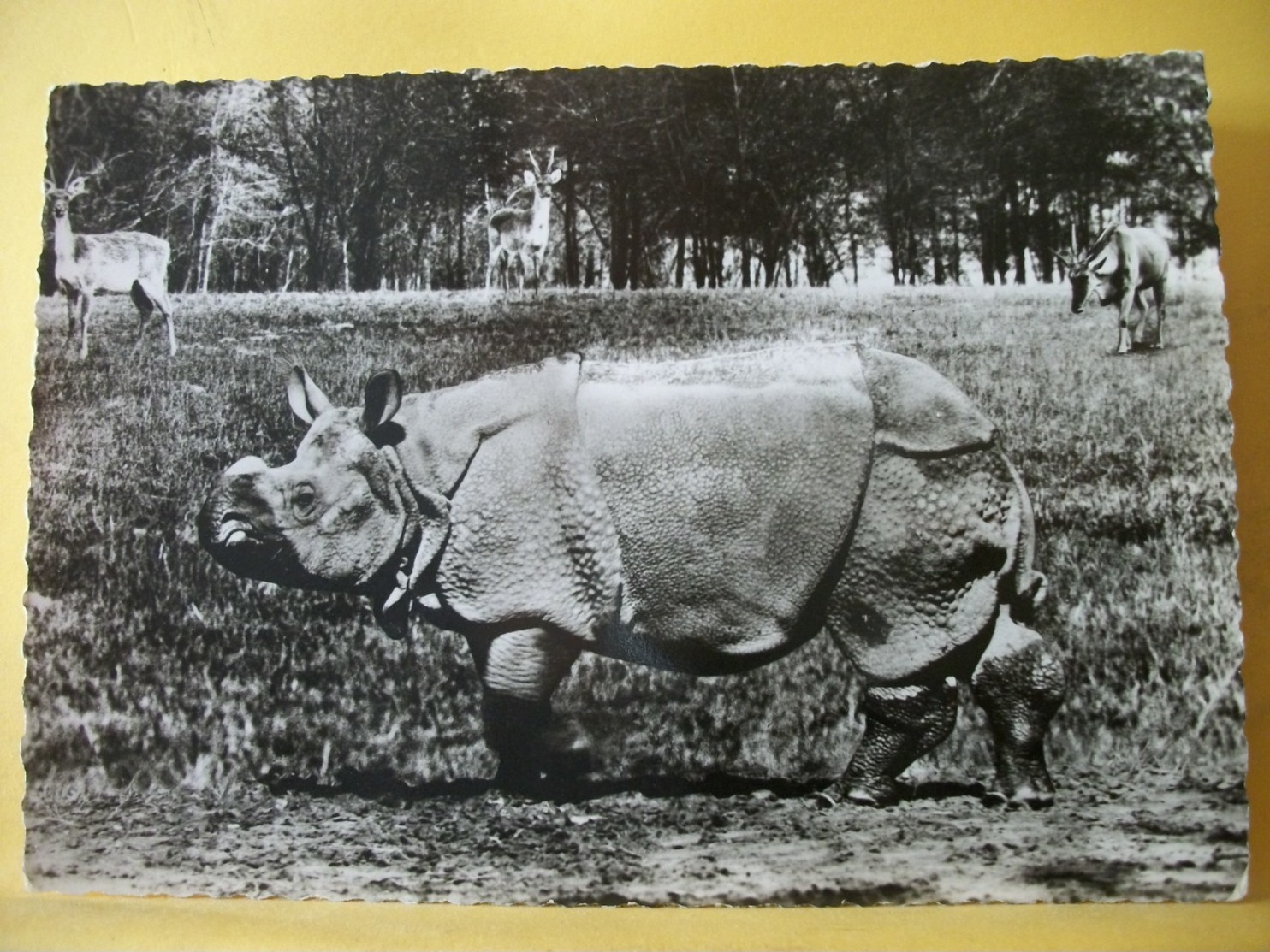 B21 3904 CPSM GM PUBLICITAIRE.1956 - RHINOCEROS - LABORATOIRES ROLAND MARIE DE PARIS XIeme. - Rinoceronte