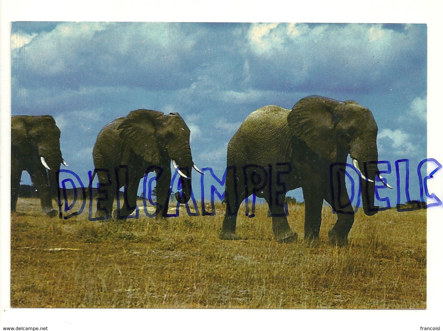 Eléphants. Africa Dell'est. Fauna Africana. Elefanti - Éléphants