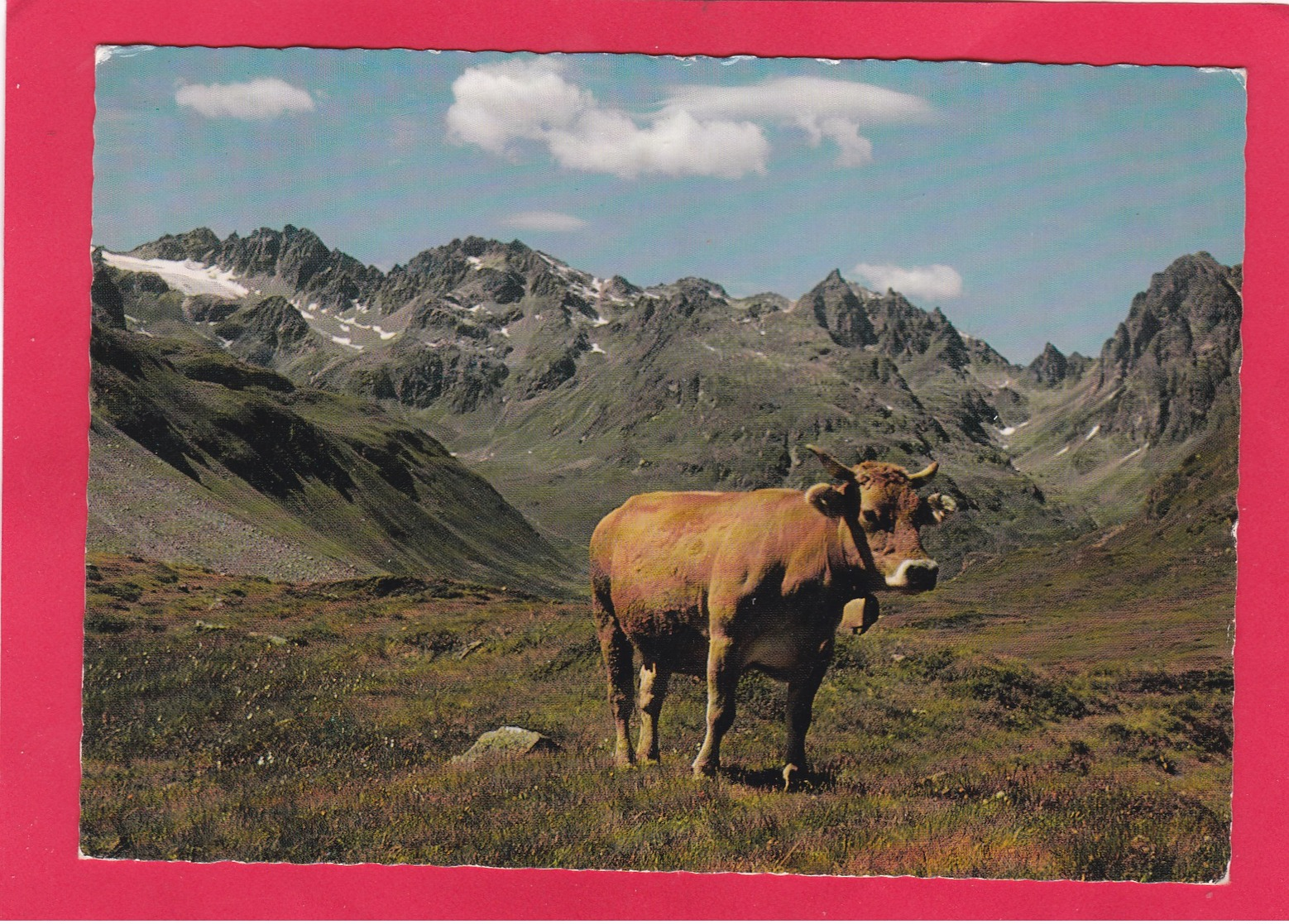 Modern Post Card Of Cow,Grub Von Der Alm,Tirol, Austria,W1. - Other & Unclassified