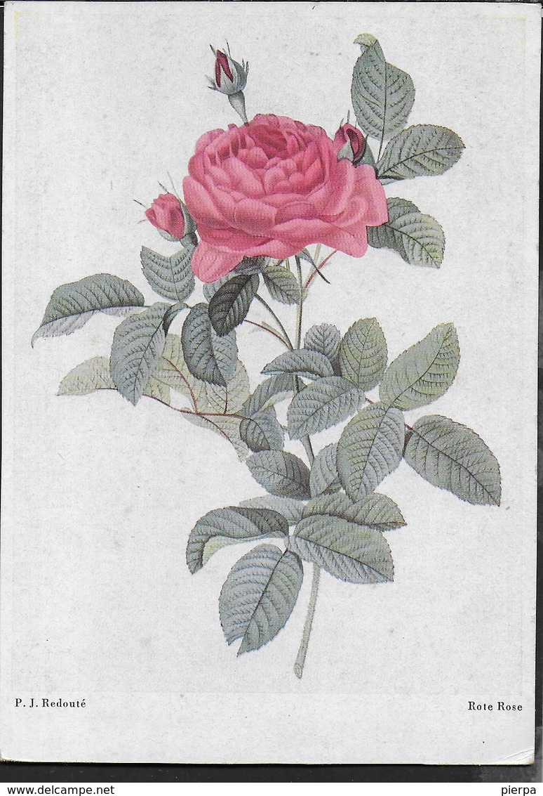 ROSA - RIPRODUZIONE DI STAMPA - EDIZ. TEDESCA - NUOVA - Fiori