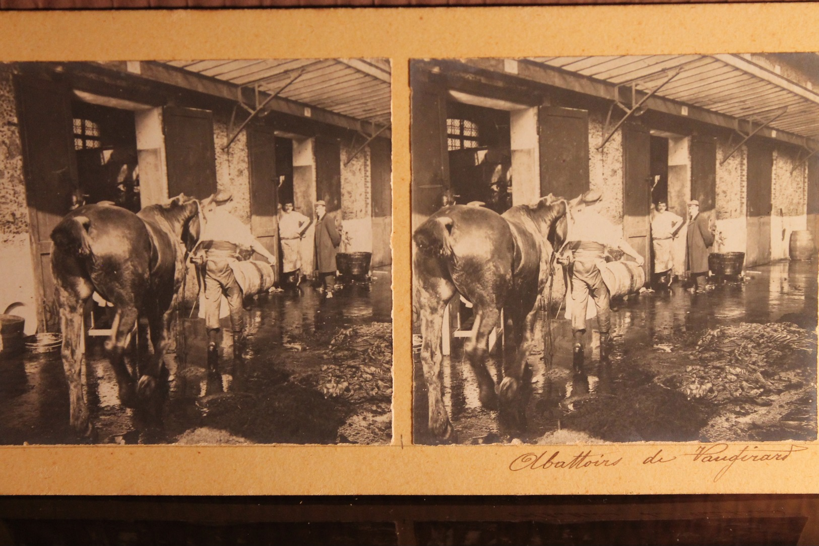 Lot De 5 Carton Pour Stéréoscope "abattoirs  " - Photos Stéréoscopiques