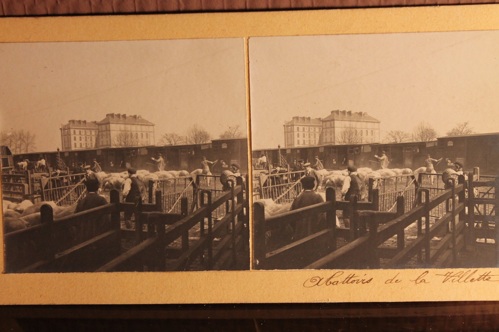 Lot De 5 Carton Pour Stéréoscope "abattoirs  " - Photos Stéréoscopiques