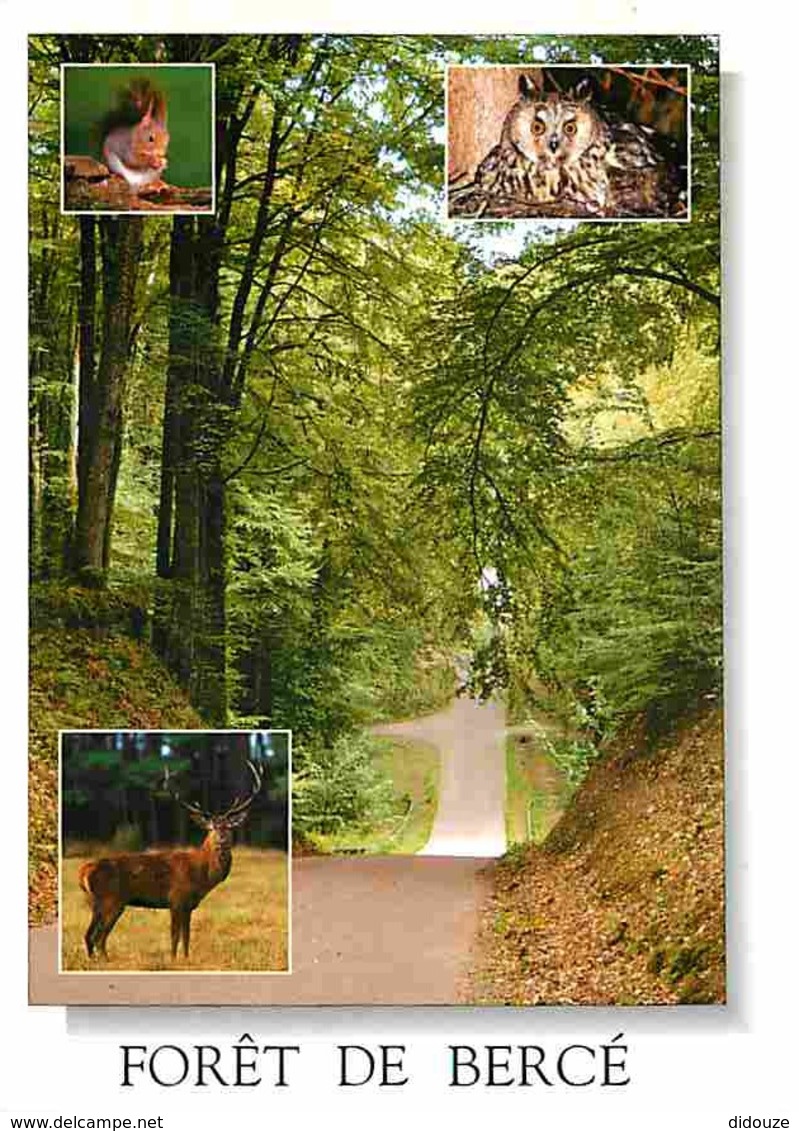 72 - Foret De Bercé - Multivues - Ecureuil - Chouette - Carte Neuve - Voir Scans Recto-Verso - Autres & Non Classés