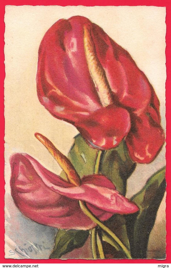 FIORI - FLOWERS - FLEURS - ILLUSTRATORE CHIOSTRI - Blumen