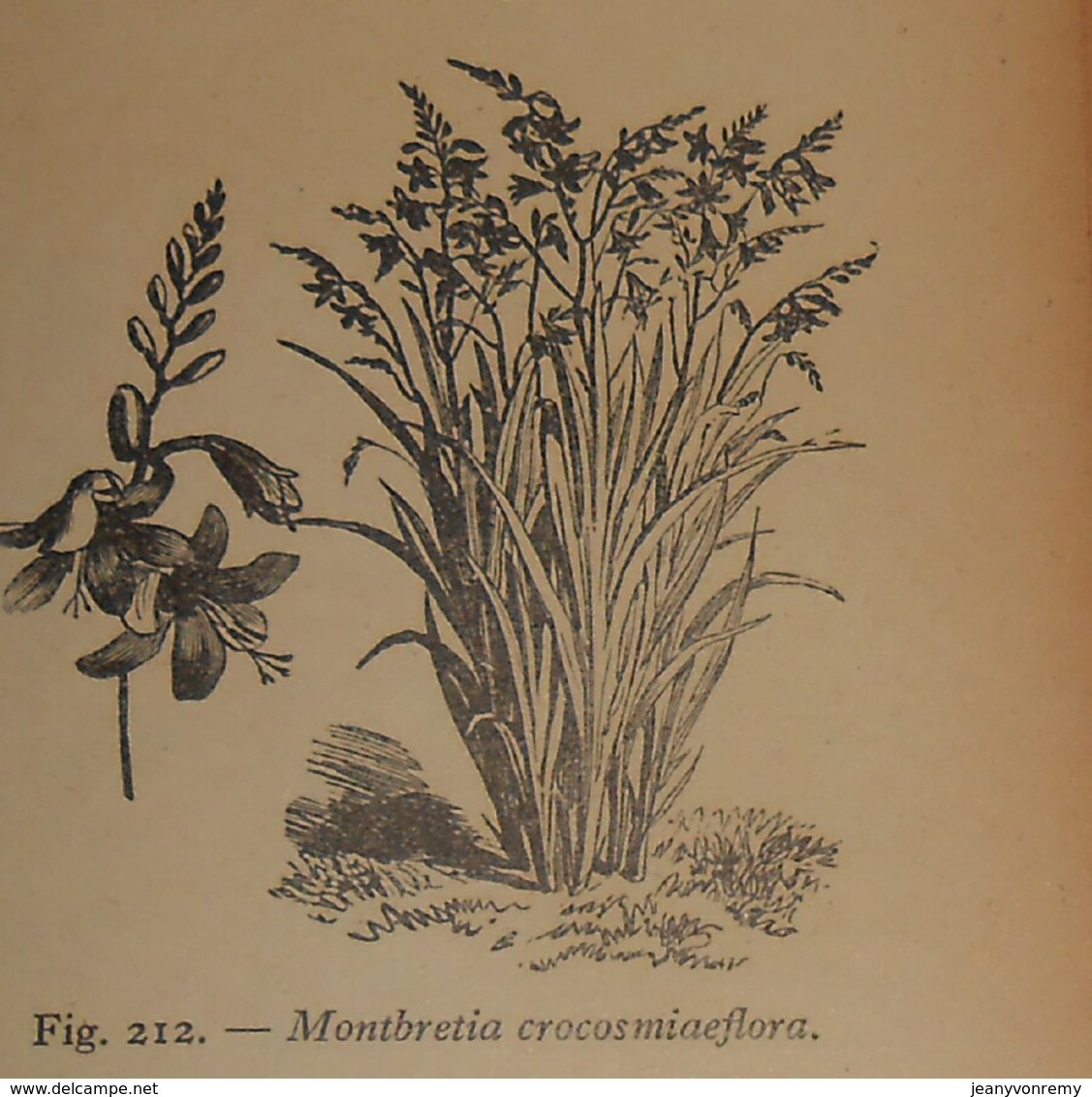 Floriculture. A.Buyssens.