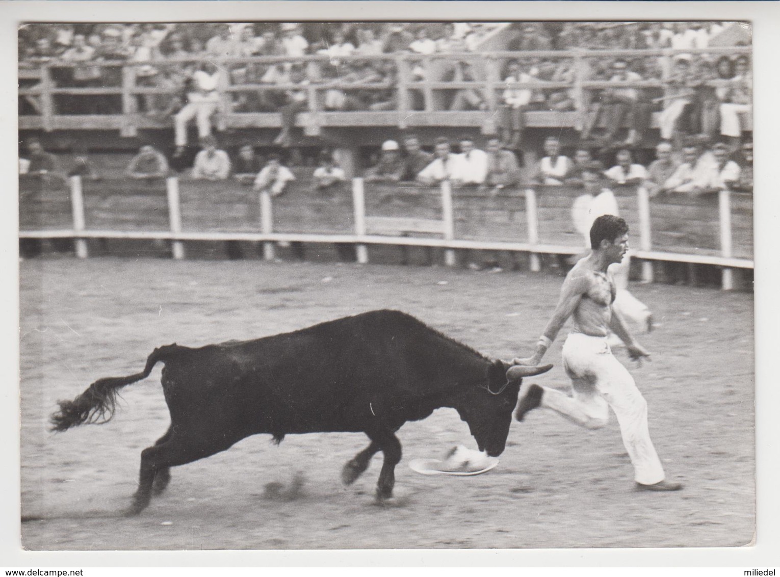 CC 013 /  Arènes - Course Provençale SUPERBE PLAN TAUROMACHIE TAUREAU En CP Photo GEORGE  ARLES ,CORRIDA - Corrida