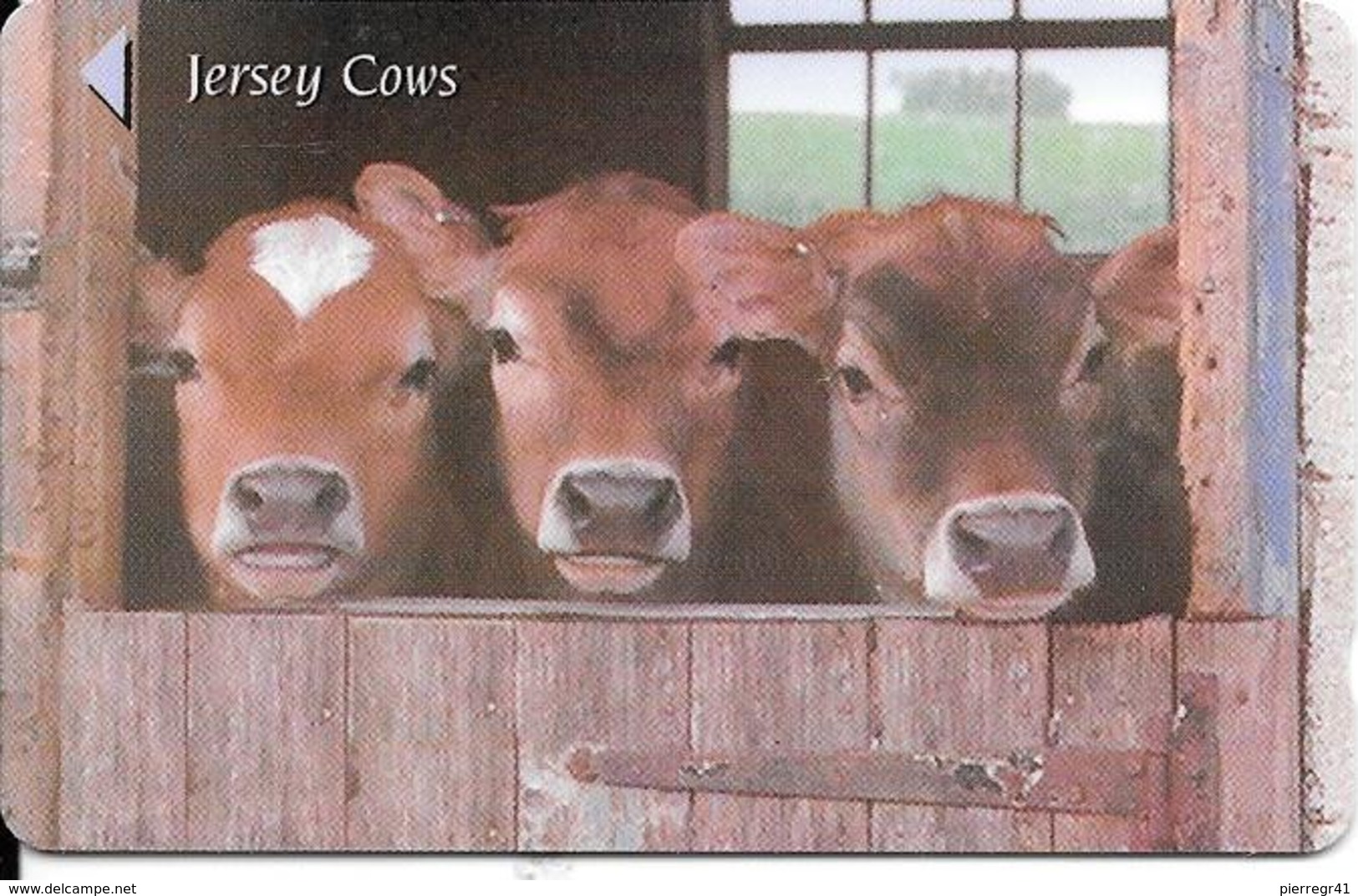 CARTE-MAGNETIQUE-JERSEY-2£-VACHE-JERSEY COWS-TBE - Cows