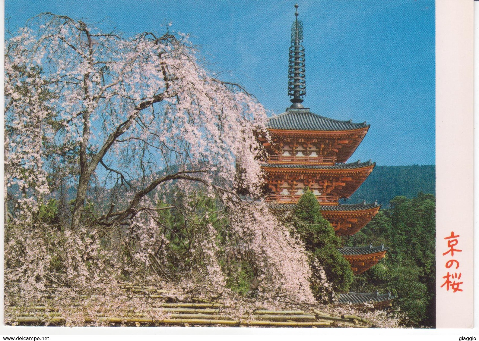 °°° 13458 - JAPAN - KYOTO - CHERRY BLOSSOMS AT DAIGOJI TEMPLE - 1977 With Stamps °°° - Kyoto