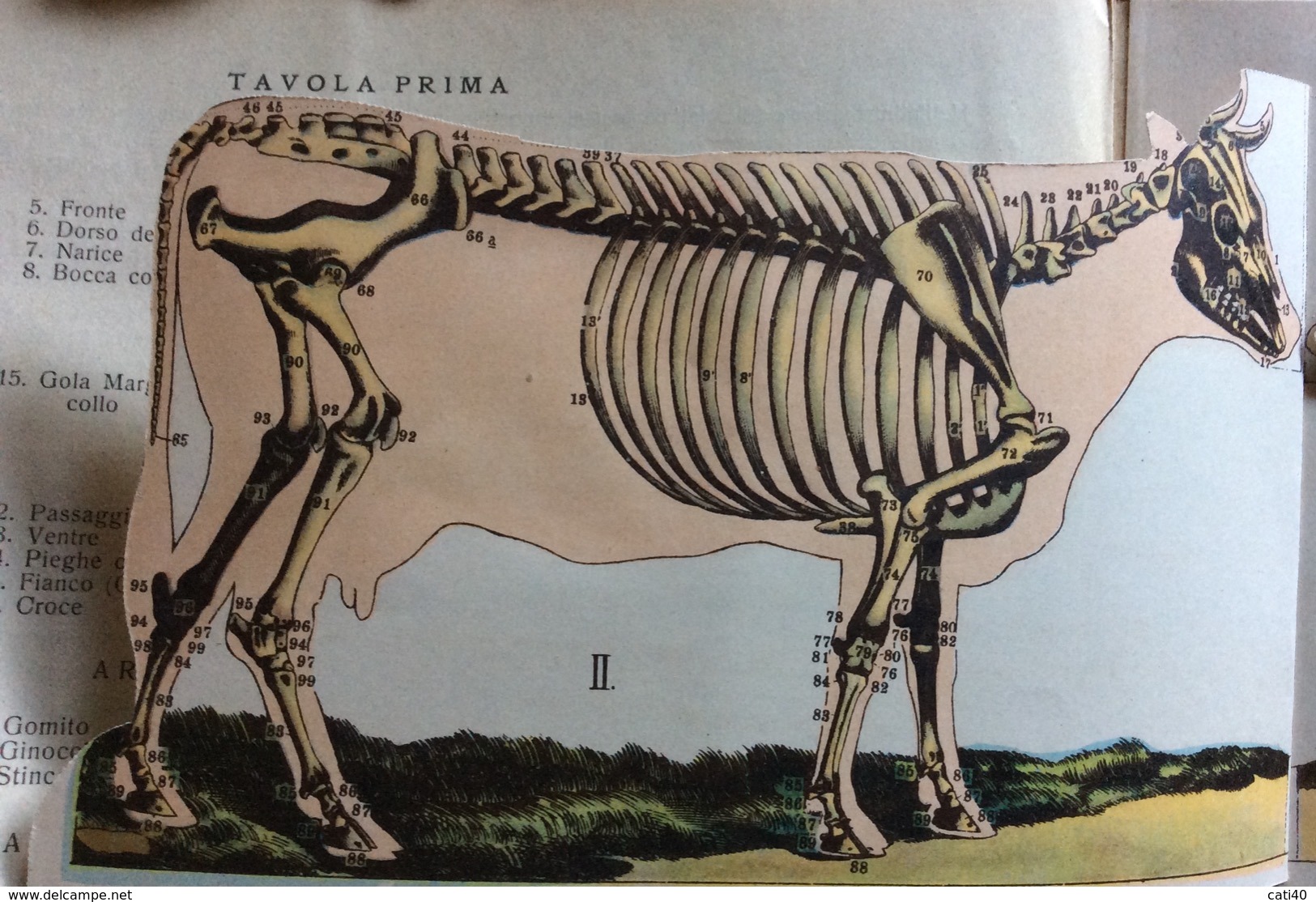 LA VACCA REGIONI ESTERNE DEL CORPO SCHELETRO SISTEMA VASALKE MUSCOLI ORGANI INTERNI  DOTT.MICO ED. CAPPELLI - Bladwijzers