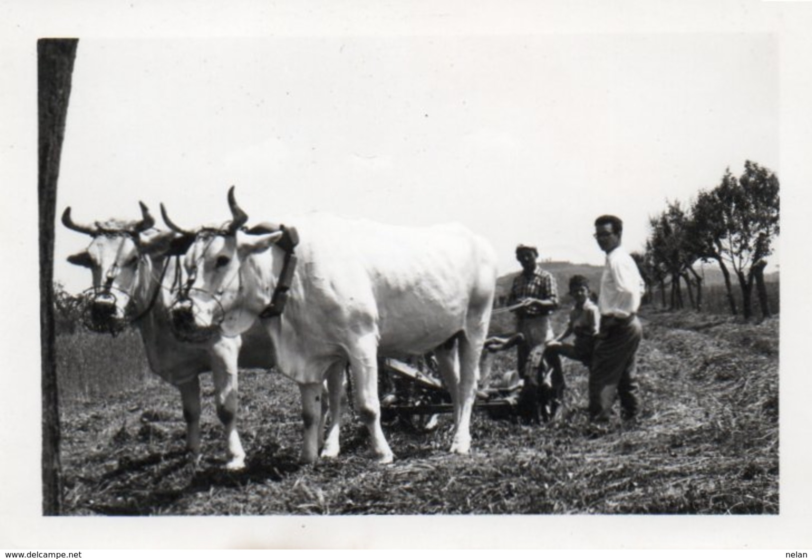 ITALIA-ARATRO CON BUE -FOTO10/7CM-ANNI 50 - Mestieri