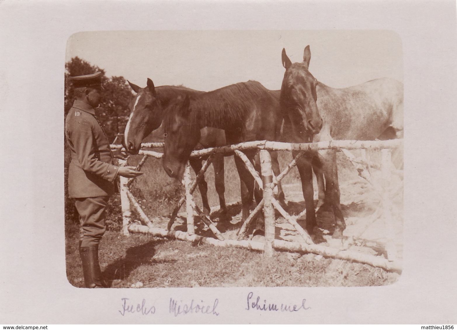 Photo Juin 1915 Secteur VILLE-SUR-TOURBE - Chevaux à La Ferme Joyeuse (A212, Ww1, Wk 1) - Ville-sur-Tourbe