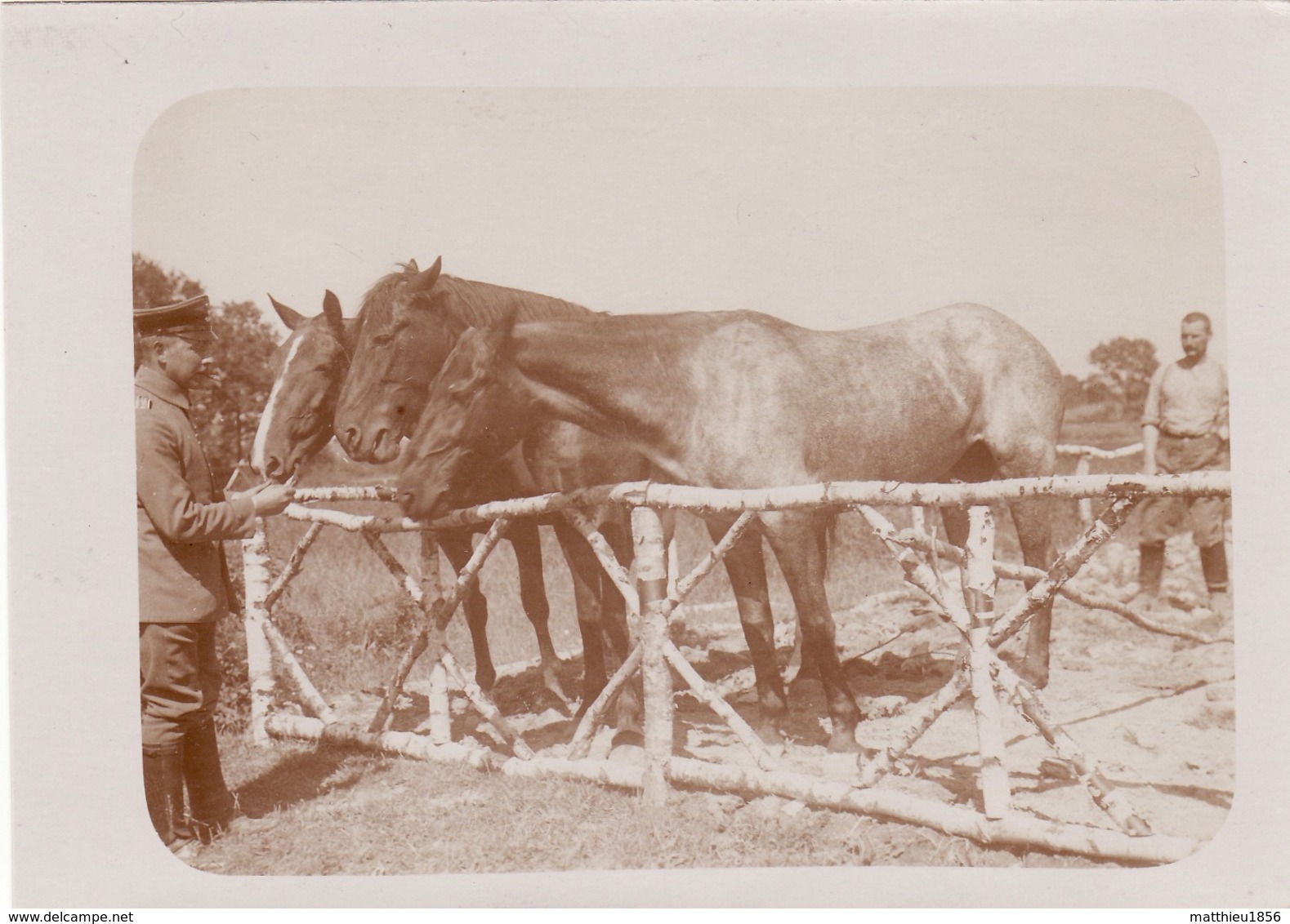 Photo Juin 1915 Secteur VILLE-SUR-TOURBE - Chevaux à La Ferme Joyeuse (A212, Ww1, Wk 1) - Ville-sur-Tourbe