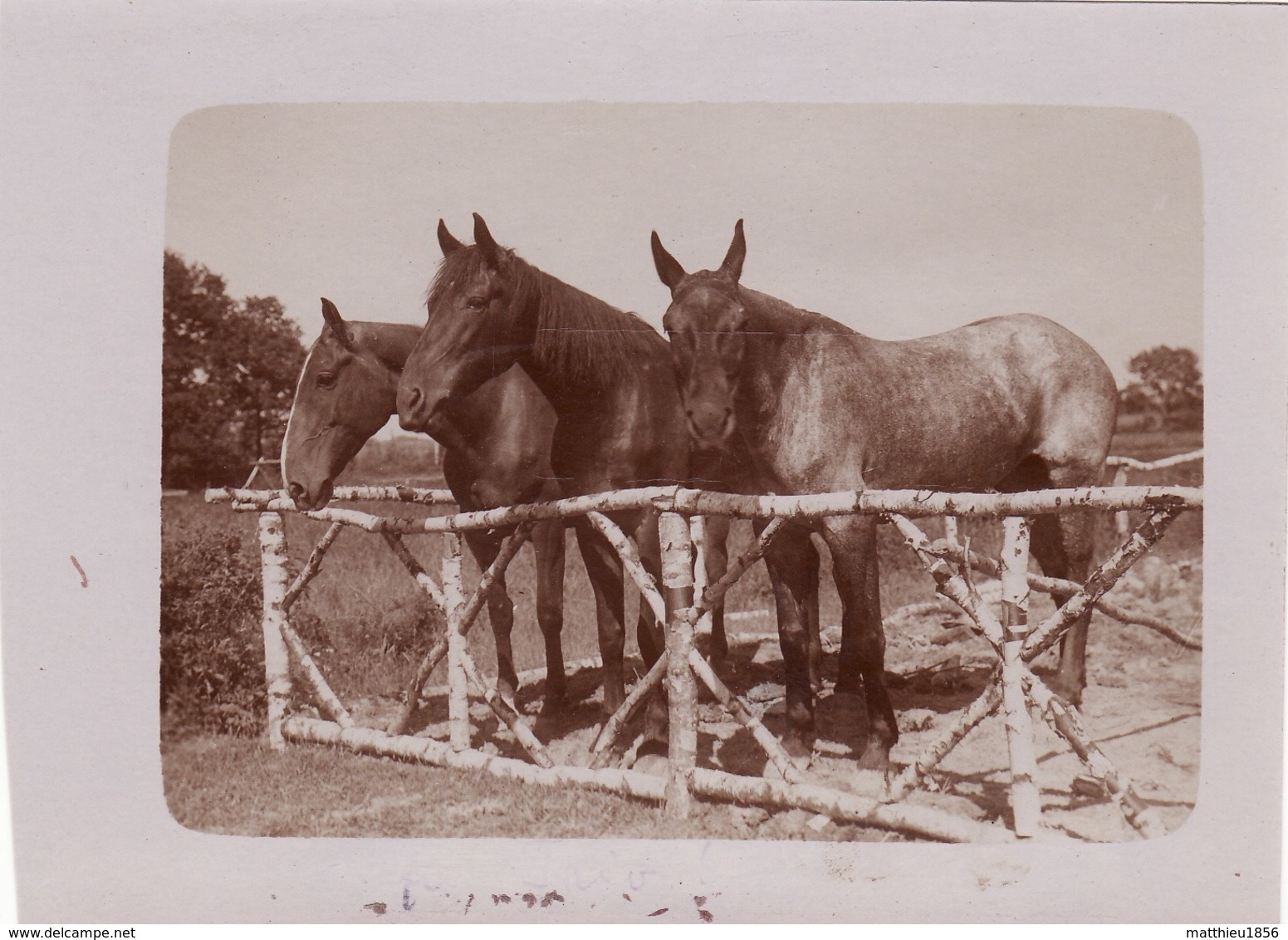 Photo Juin 1915 Secteur VILLE-SUR-TOURBE - Chevaux à La Ferme Joyeuse (A212, Ww1, Wk 1) - Ville-sur-Tourbe