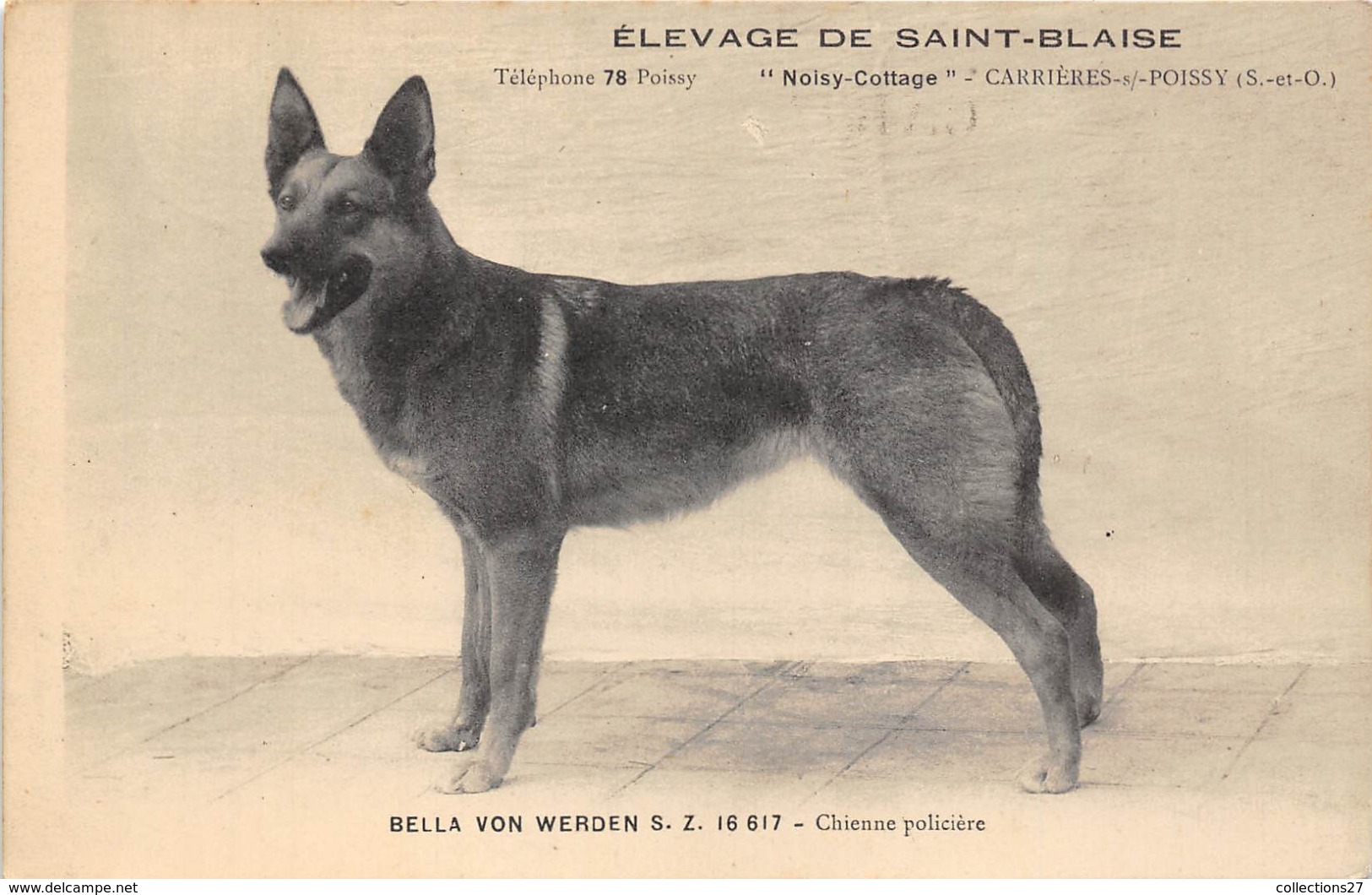 78-CARRIERES-SOUS-POISSY- SAINT-BLAISE- ELEVAGE DE ST-BLAISE- "NOISY-COTTAGE" BELLA VON WERDEN - CHIENNE POLICIERE - Carrieres Sous Poissy